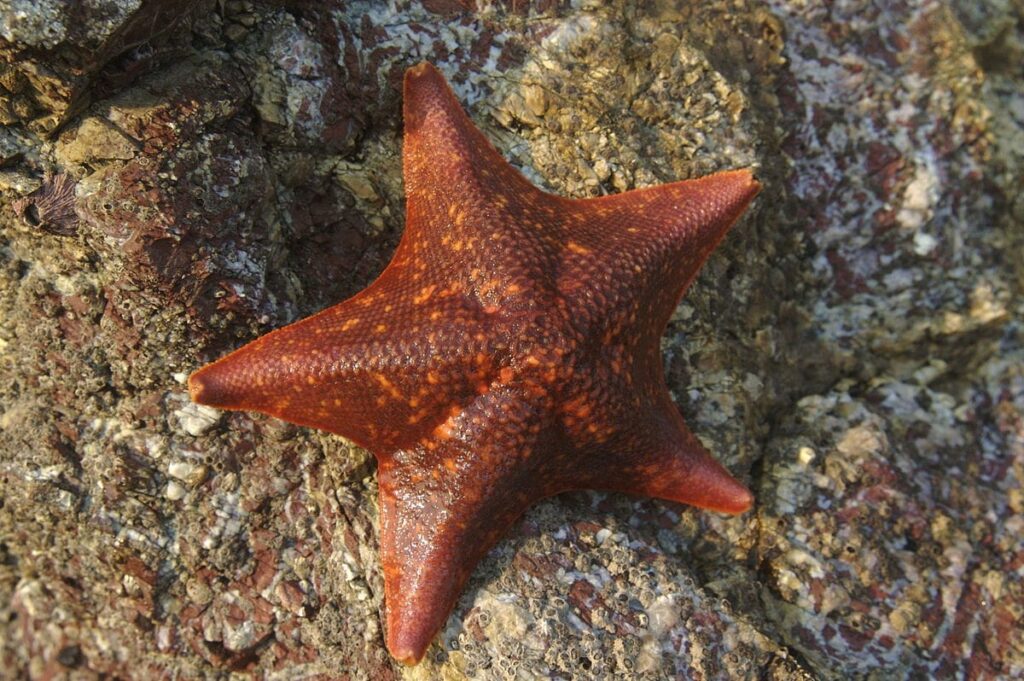Bat Star (Asterina miniata)002