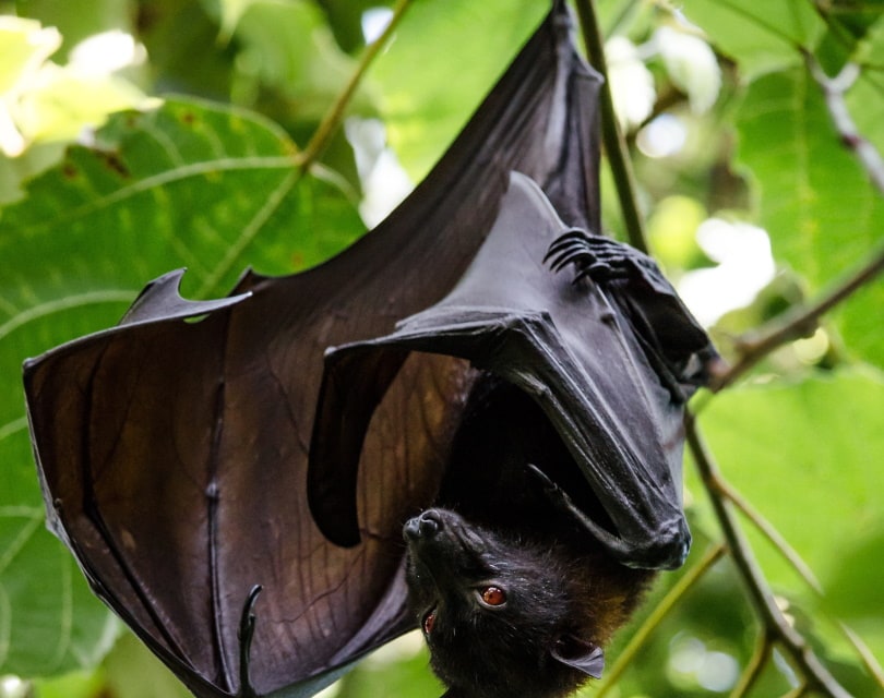 Bat on tree