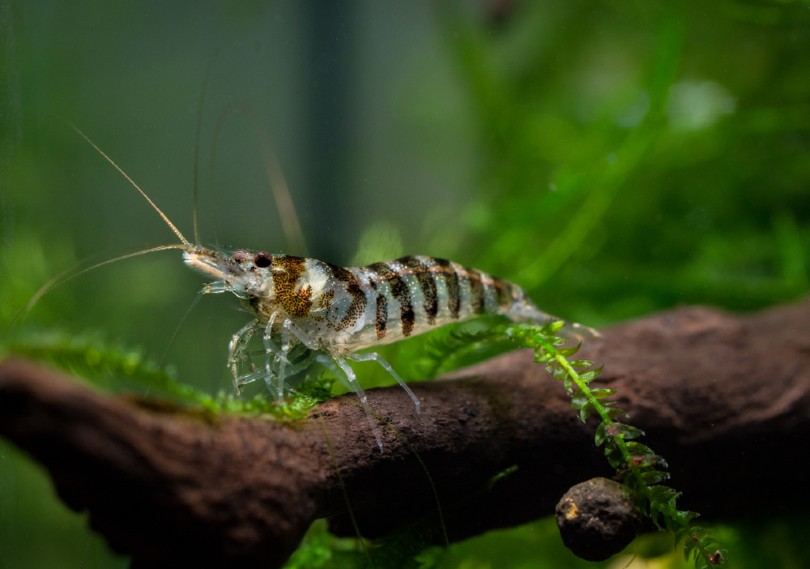 Baubalti Shrimp