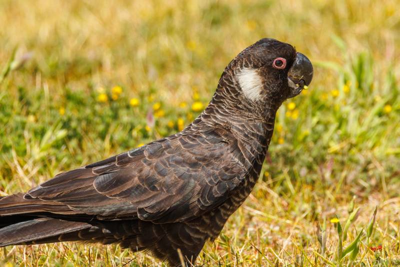 Baudin's Black Cockatoo