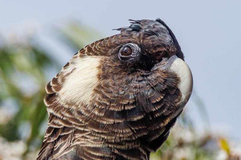 Baudin's Black Cockatoo
