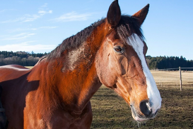 Bavarian Warmblood