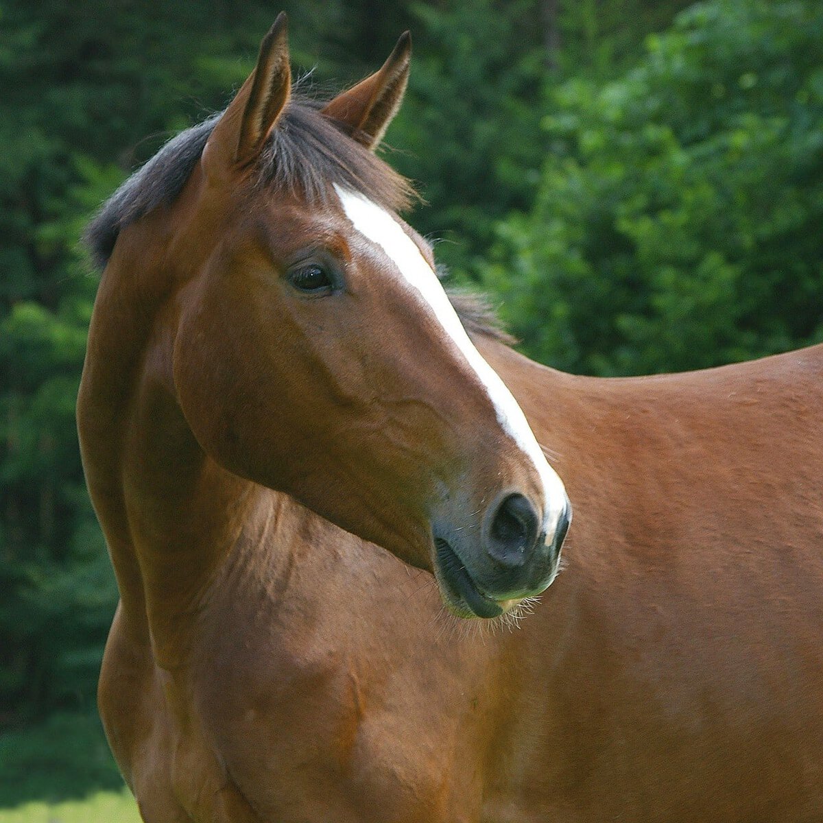 Bavarian Warmblood