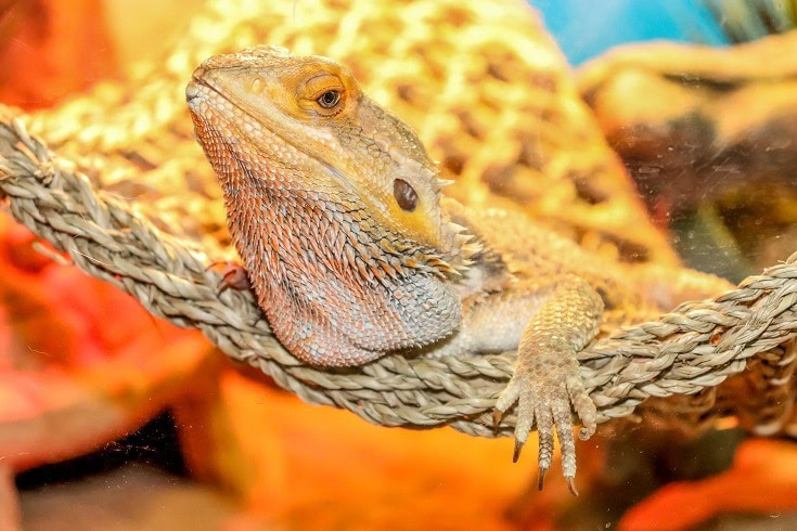 Bearded Dragon Lamp