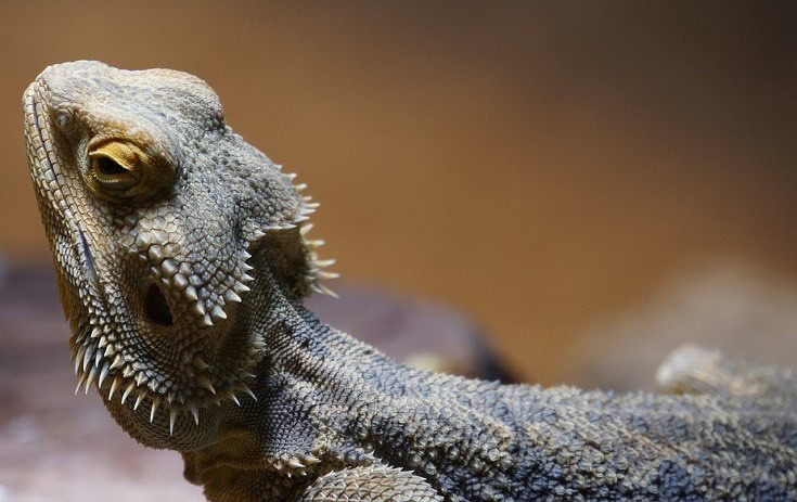 Bearded Dragon