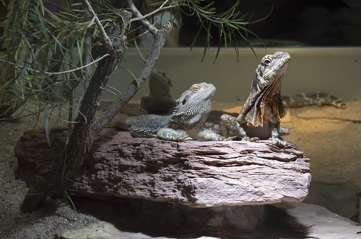 Bearded Dragons