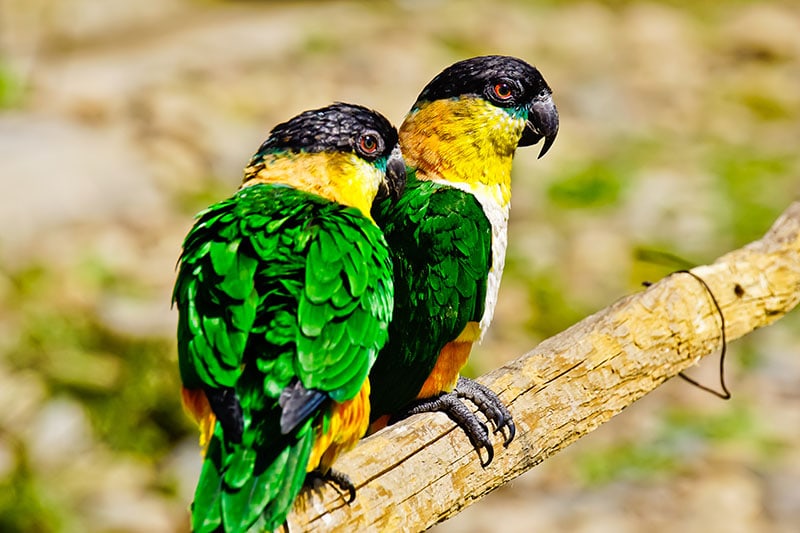 Beautiful Black head Caiques parrot (Pionites melanocephala) viewed as clown Bird Perching on wood log