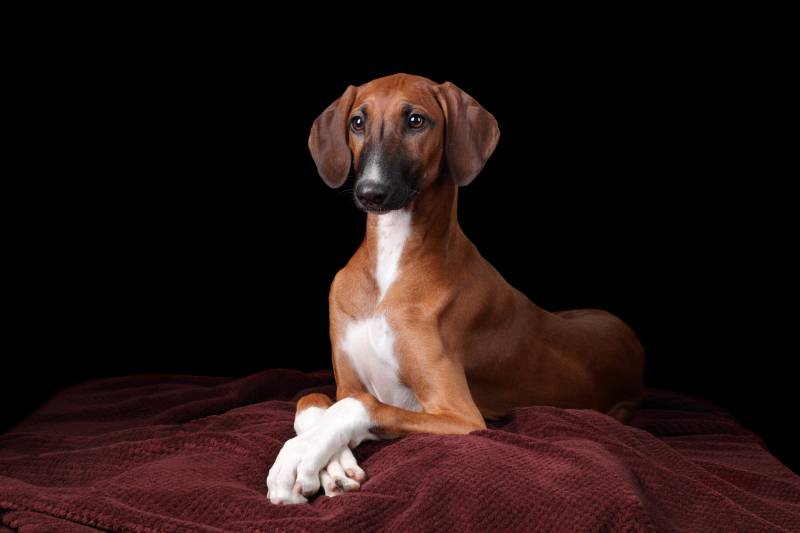 Beautiful young dog of the Azawakh breed