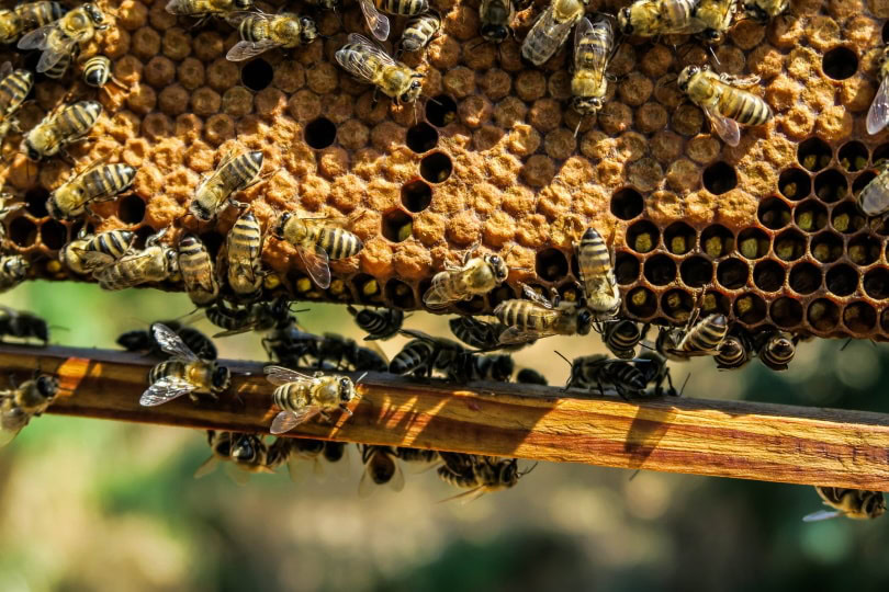 Bee House