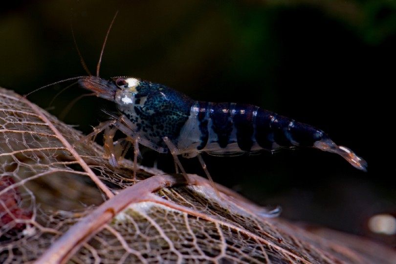 Bee Shrimp