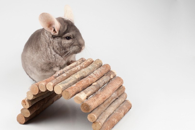 Beige chinchilla