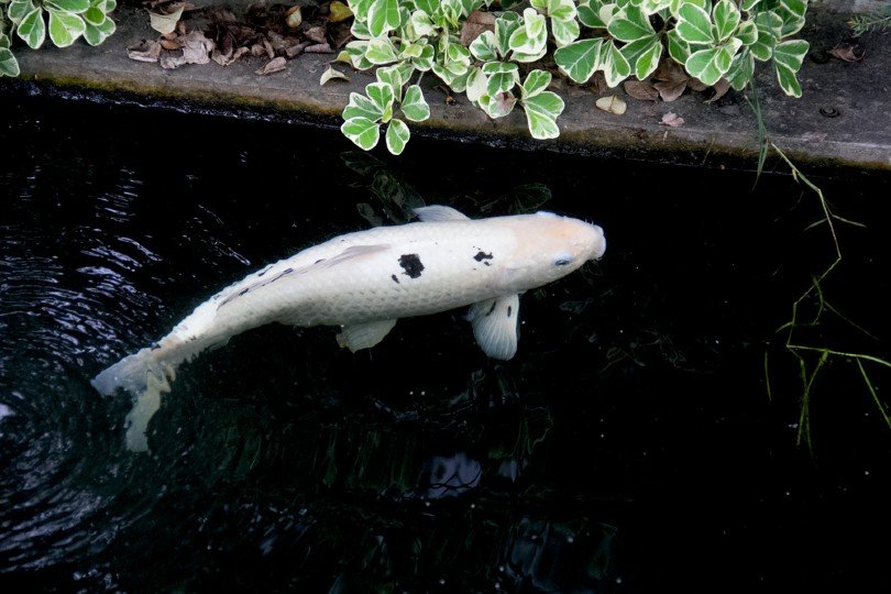 Bekko koi