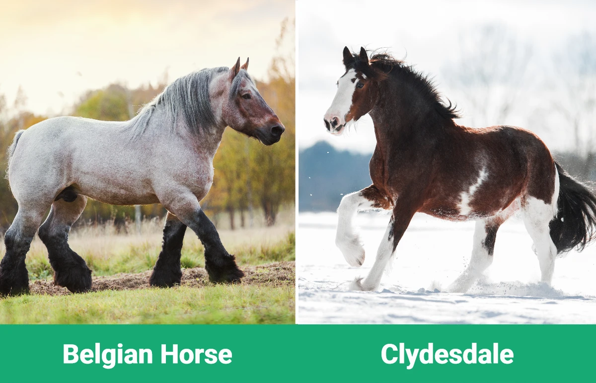 Belgian Horse vs Clydesdale - Visual Differences