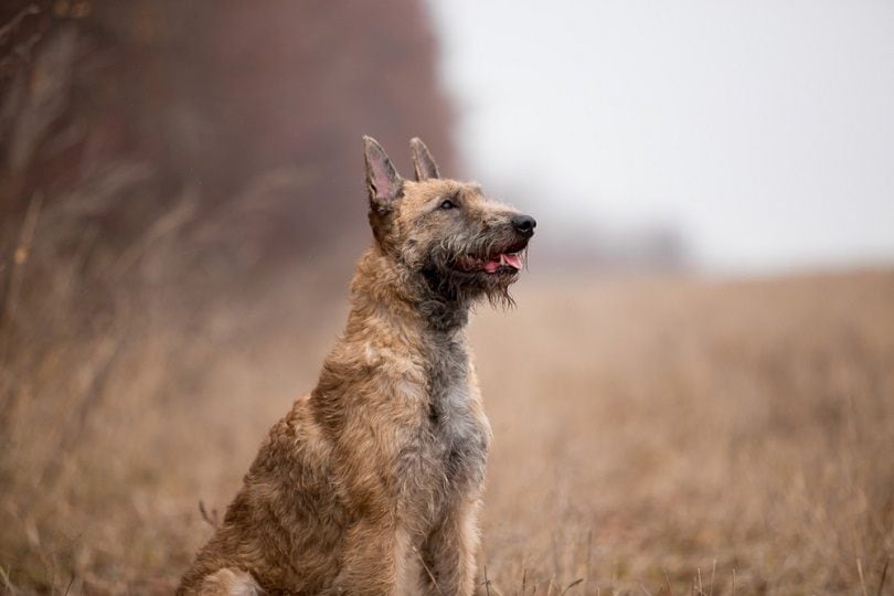 Belgian-Shepherd-Lackenois-running_Marry-Kolesnik_shutterstock