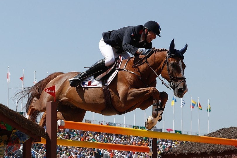 Belgian Sport Horse