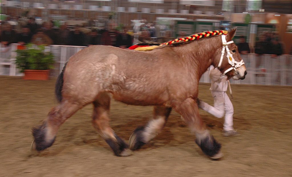 Belgian trotting