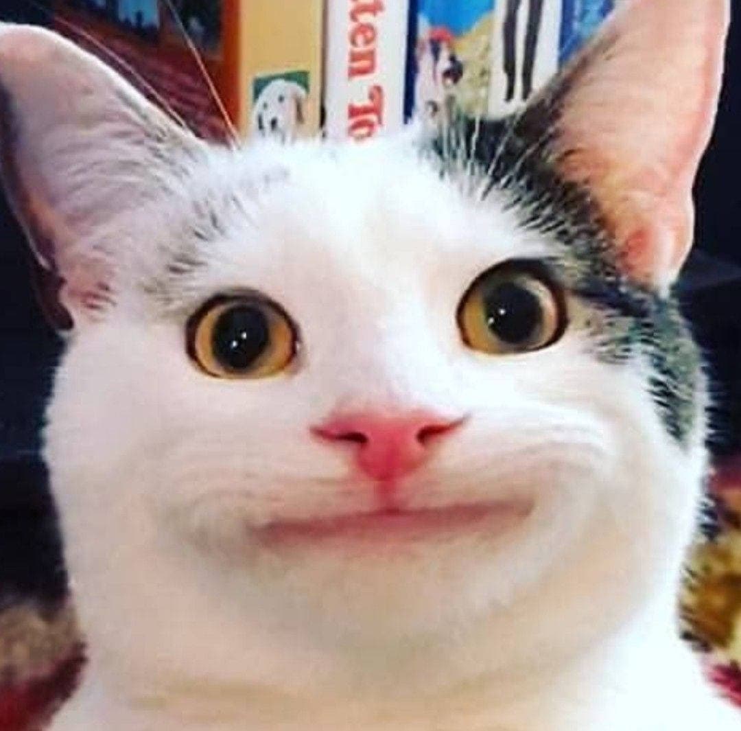 Beluga Cat Close Up