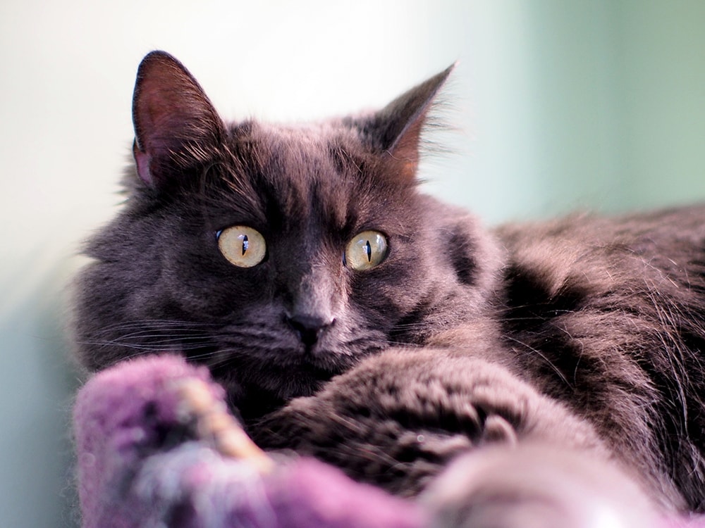 Bengal Main Coon_Light Hound Pictures_Shutterstock