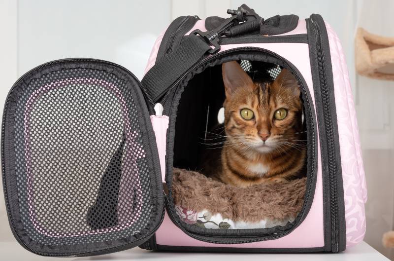 Bengal cat resting in a soft carrier bag