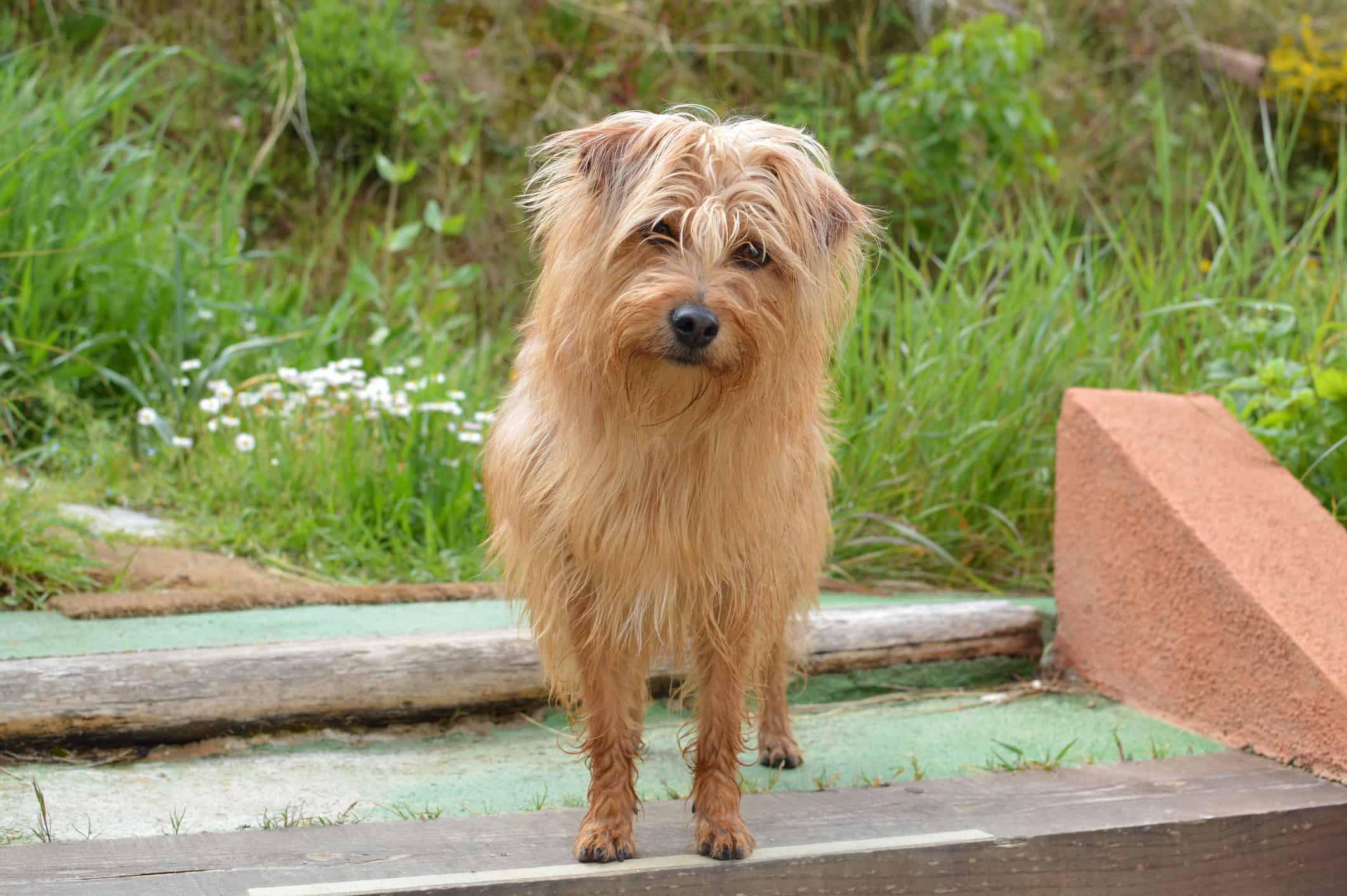Benji the Dog Mulberry Square Productions