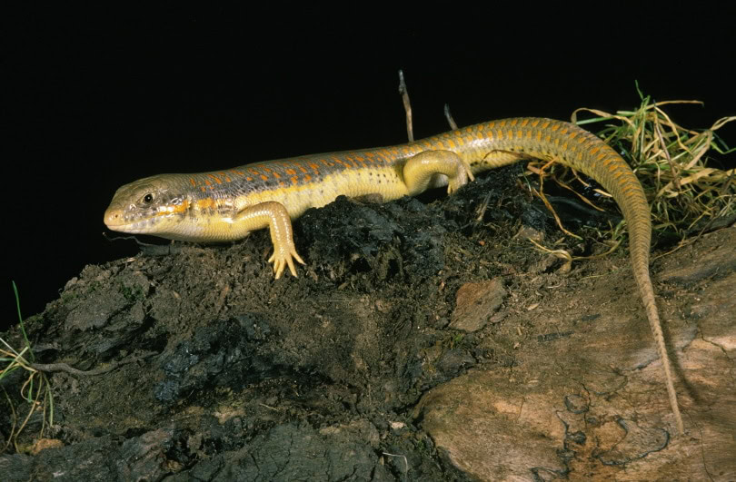 Berber skink in wild