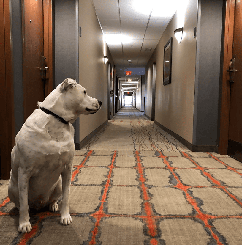 Best Western Delta Inn