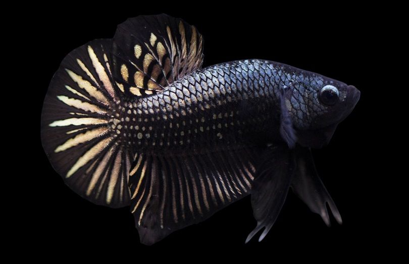 Betta Black Copper Halfmoon Plakat_happymay_shutterstock