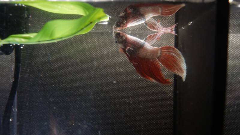 Betta Fish eating