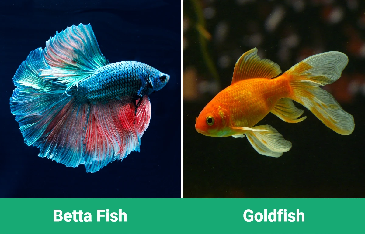 Betta Fish vs Goldfish - Visual Differences