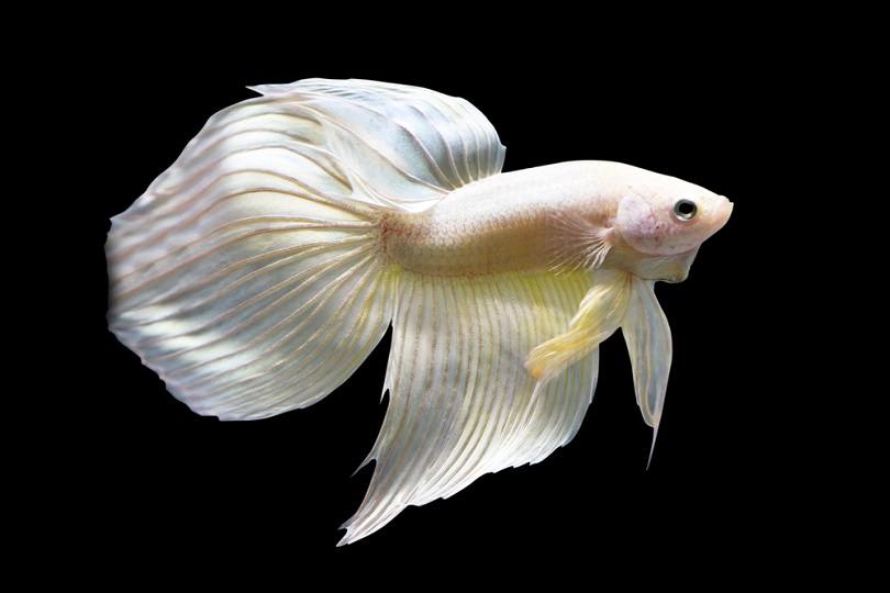 Betta Golden Veiltail_happymay_shutterstock