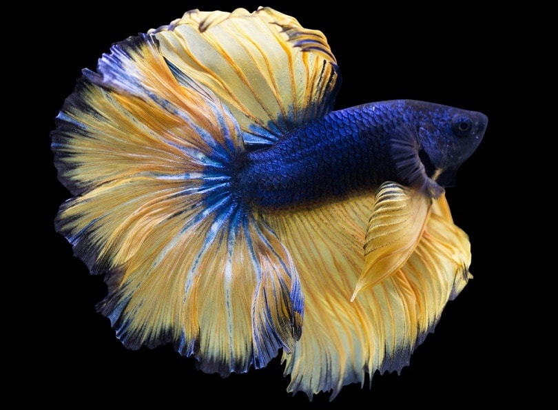 Betta Mustard Gas Halfmoon_happymay_shutterstock