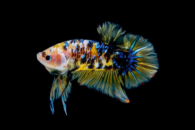 Betta fish