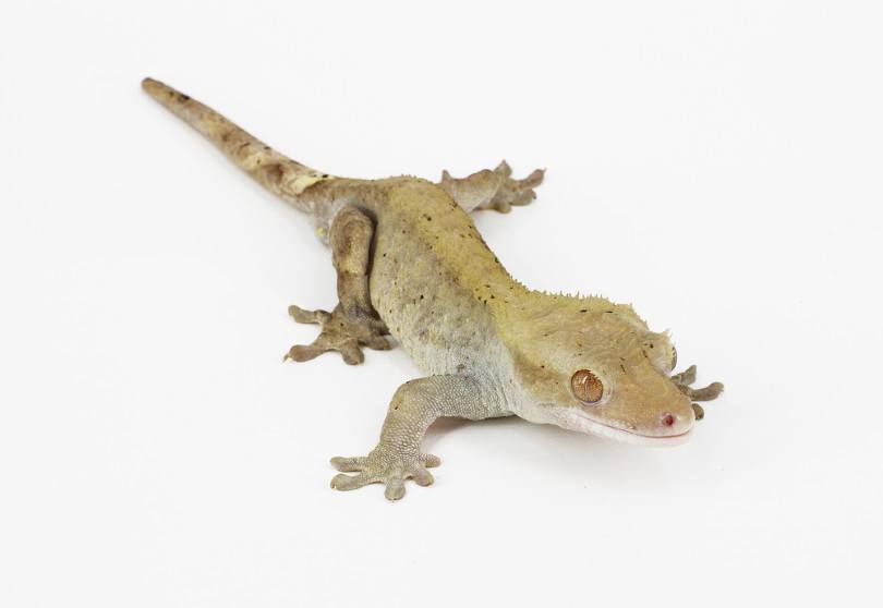 Bi-color Crested Gecko