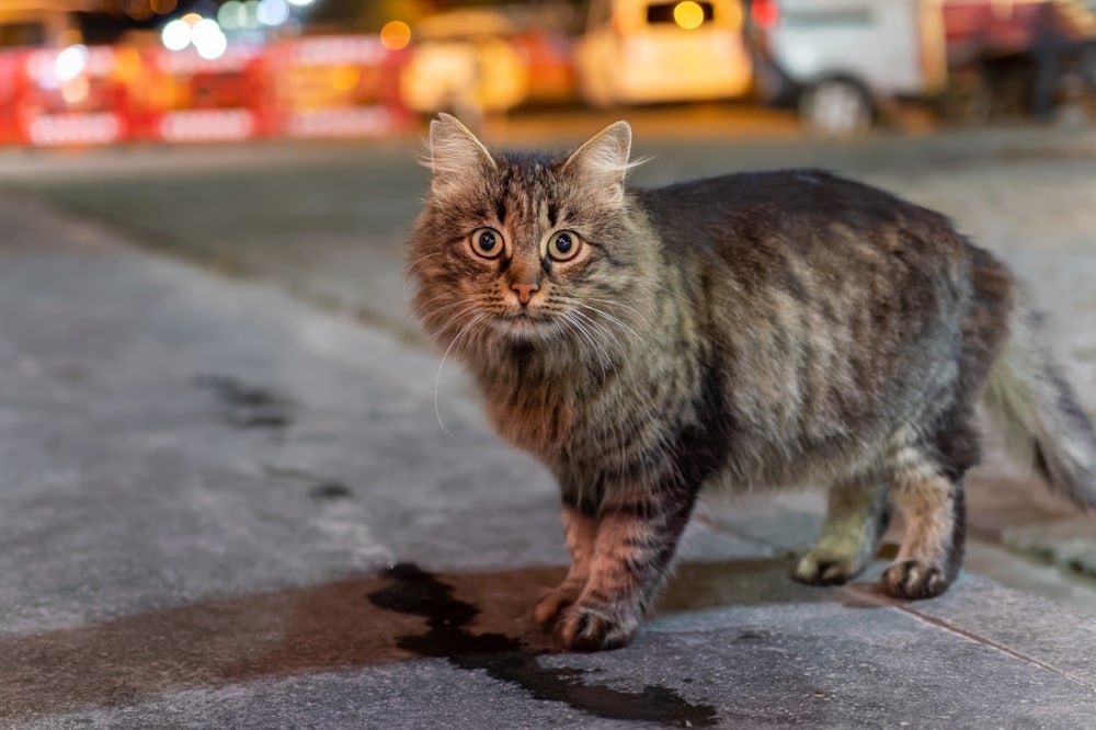 Bicolor ticked Maine Coon cat