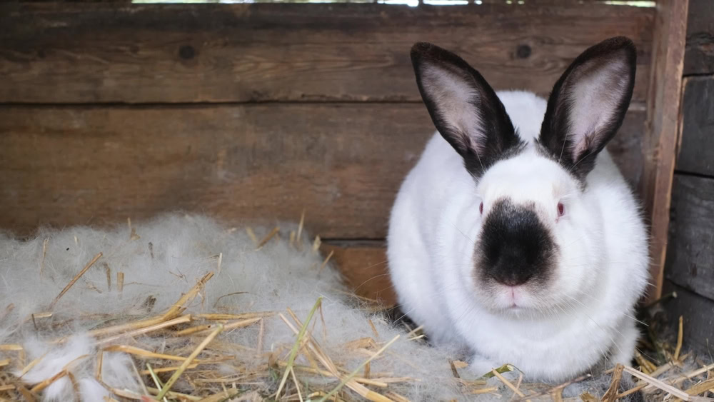 Big white rabbit sitting in a cage