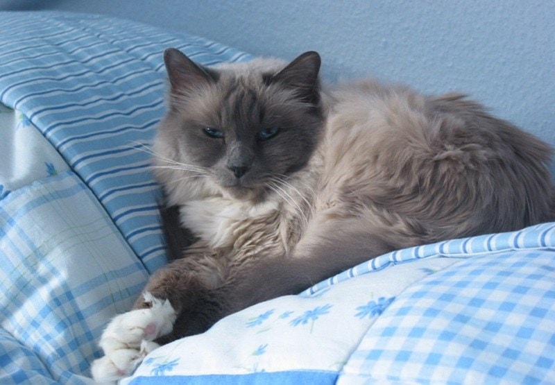 Birman