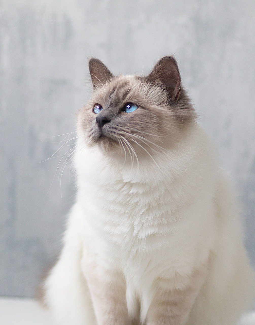 Birman Cat