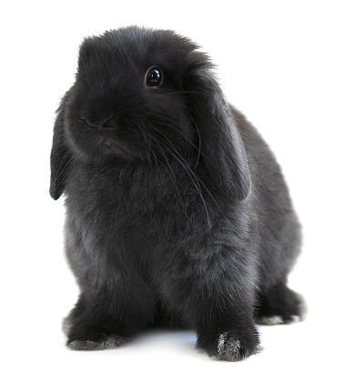Black American Fuzzy Lop