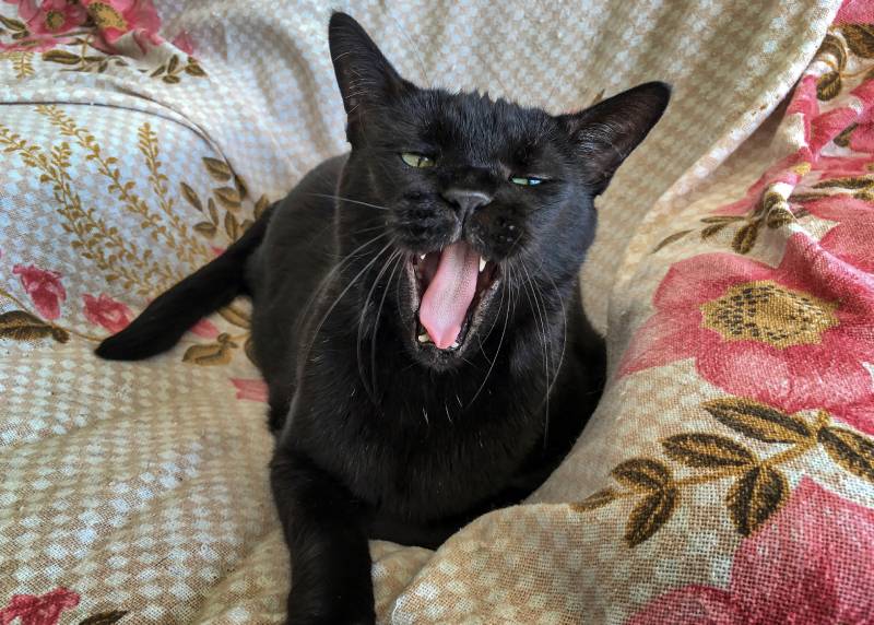 Black Bombay cat yawning on flowery blanket