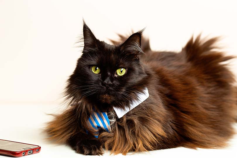 Black Brown Cat