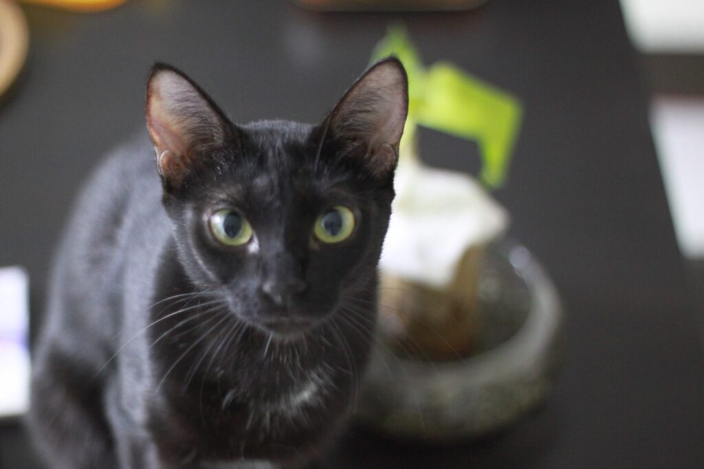 Black Devon Rex
