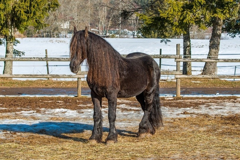 Black Forest Horse