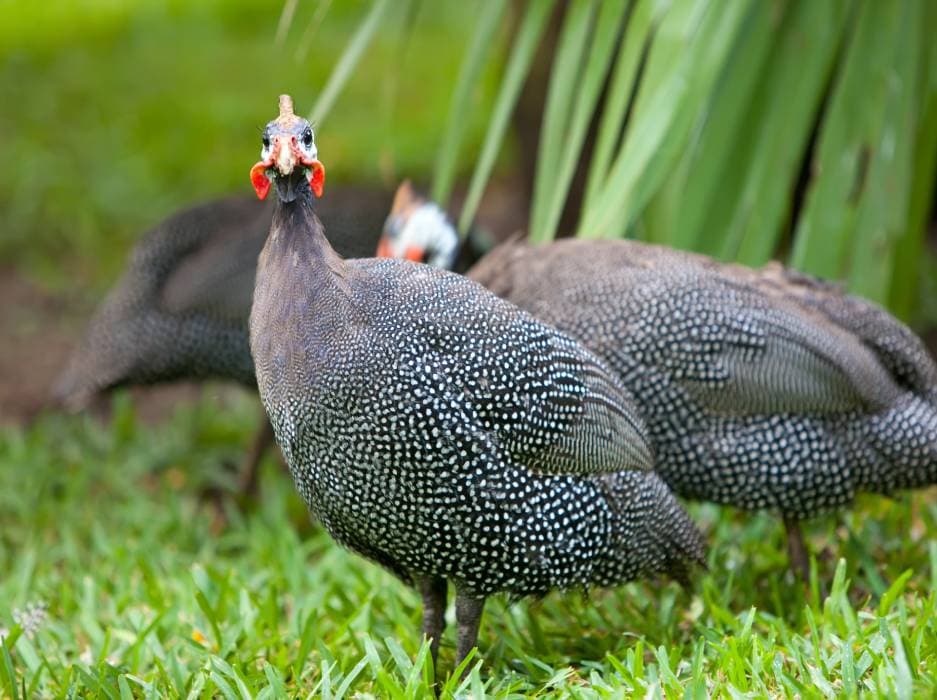 Black Guinea Fowl