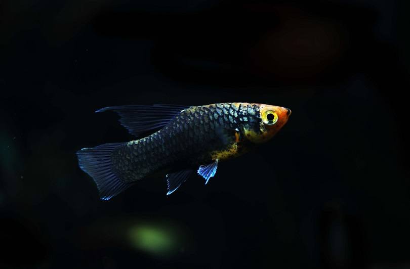 Black Hifin platy fish_Pavaphon Supanantananont_shutterstock