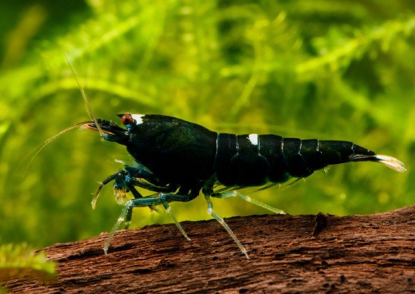 Black King Kong Shrimp