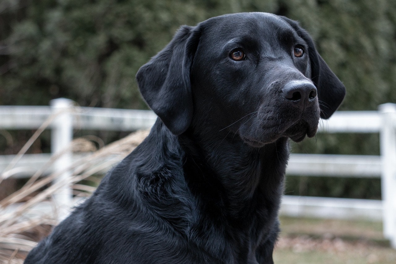 Black Labrador