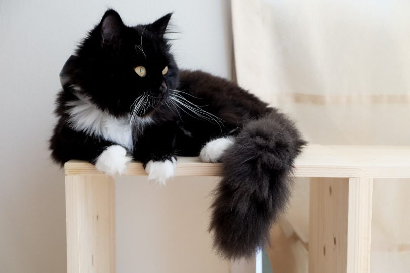 Black Maine Coon
