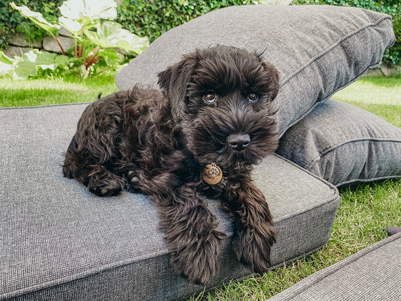 Black Miniature Schnauzer