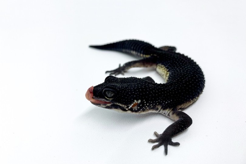Black Night Leopard Gecko
