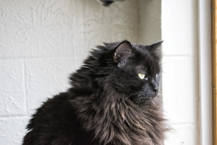 Black Norwegian Forest Cat